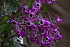 20120301 7356RAw [D~LIP] Orchidee, Bad Salzuflen