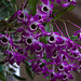 20120301 7356RAw [D~LIP] Orchidee, Bad Salzuflen