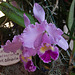 20120301 7355RAw [D~LIP] Orchidee, Bad Salzuflen