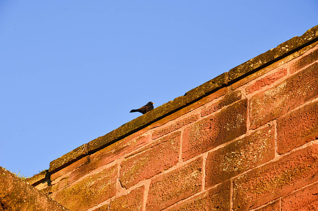 Oiseau sur un mur