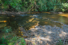 Lingas in the river