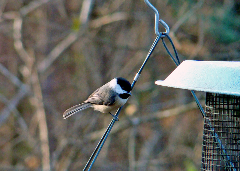 Carolina Chickadee