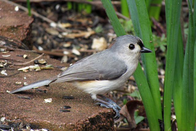 Tufted Titmouse