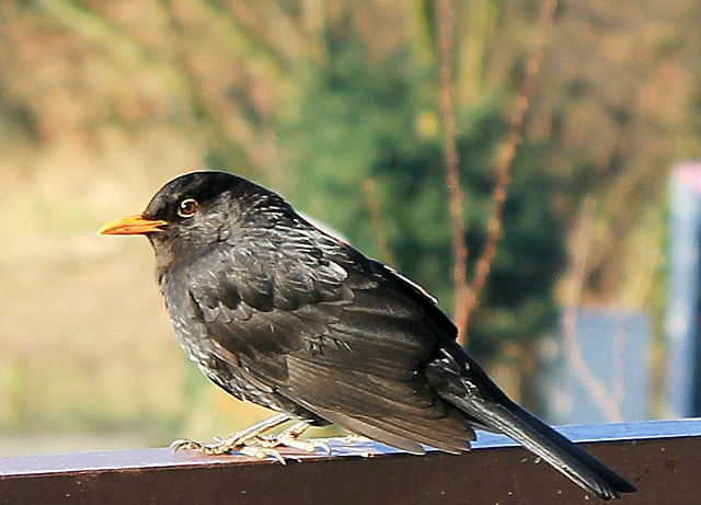 Amsel, Besuch am Morgen