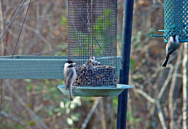 Carolina Chickadees