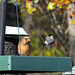 Cardinal and chickadee