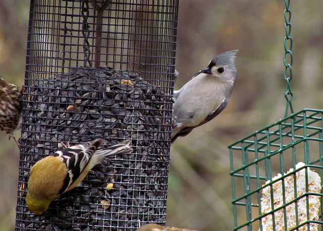 Goldfinch and Tufted Titmouse