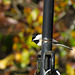 Carolina Chickadee