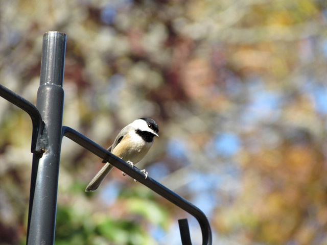 Carolina Chickadee