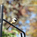 Carolina Chickadee