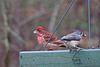 Male Purple Finch and a Tufted Titmouse