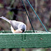 Tufted Titmouse on Icy Feeder