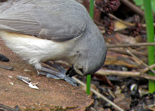 Tufted Titmouse