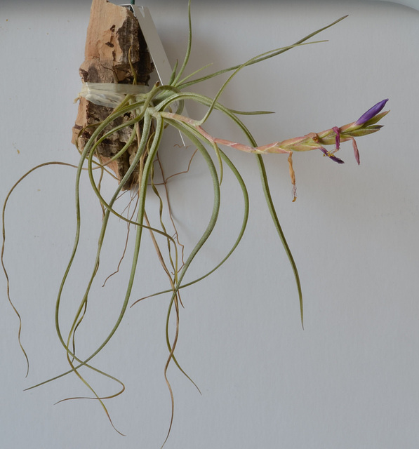 tillandsia baileyi DSC 0333