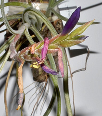 tillandsia baileyi DSC 0335