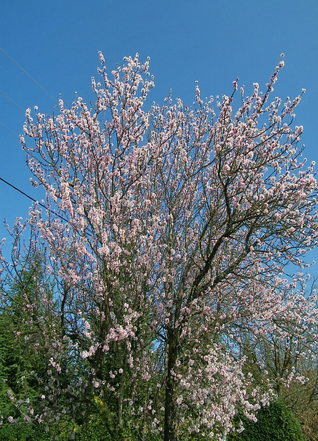 Arbre fleuri