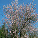 Arbre fleuri