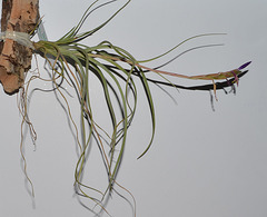 tillandsia baileyi DSC 0338