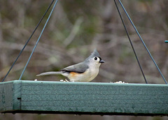 Tufted Titmouse