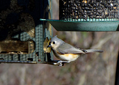 Tufted Titmouse