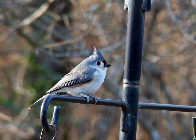 Tufted Titmouse