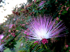 Calliandra brevipes