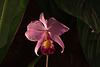 20120301 7352RAw [D~LIP] Orchidee, Bad Salzuflen