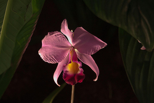 20120301 7352RAw [D~LIP] Orchidee, Bad Salzuflen