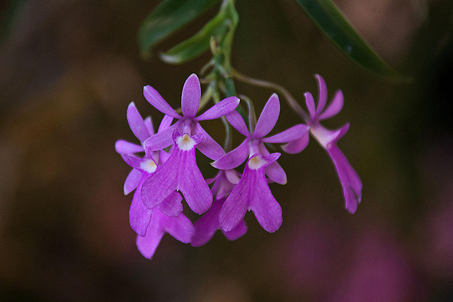 20120301 7351RAw [D~LIP] Orchidee, Bad Salzuflen