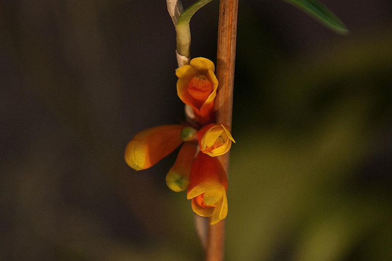 20120301 7348RAw [D~LIP] Orchidee, Bad Salzuflen