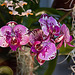 20120301 7346RAw [D~LIP] Orchidee, Bad Salzuflen