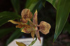 20120301 7345RAw [D~LIP] Orchidee, Bad Salzuflen