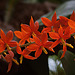 20120301 7343RAw [D~LIP] Orchidee, Bad Salzuflen