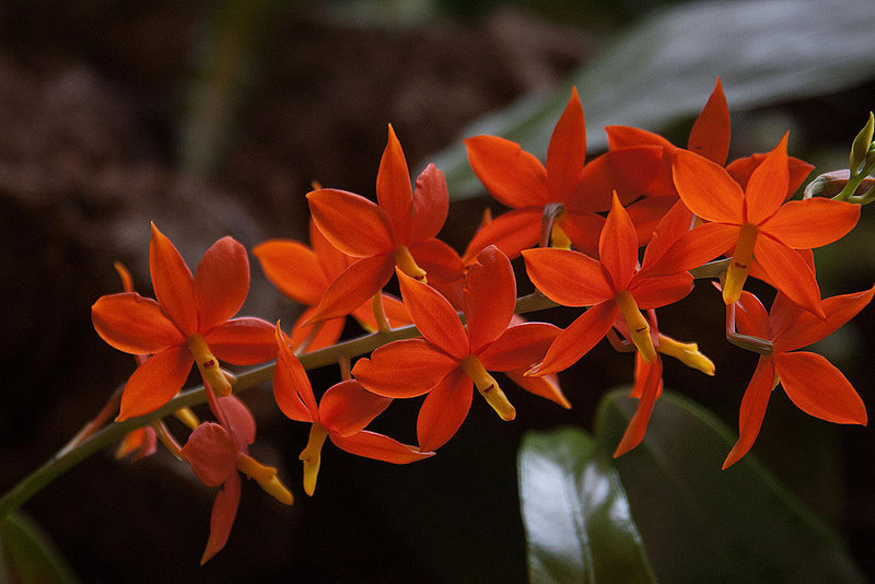 20120301 7343RAw [D~LIP] Orchidee, Bad Salzuflen
