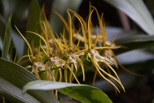 20120301 7342RAw [D~LIP] Orchidee, Bad Salzuflen