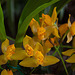 20120301 7341RAw [D~LIP] Orchidee, Bad Salzuflen