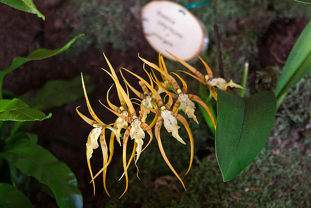 20120301 7340RAw [D~LIP] Orchidee, Bad Salzuflen