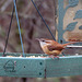 Carolina Wren