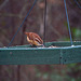 Carolina Wren