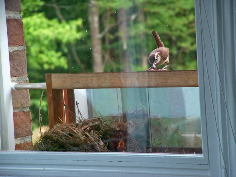 Wren with food for babies