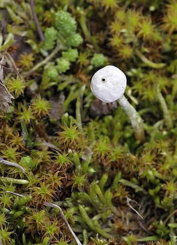 Tulostoma brumale