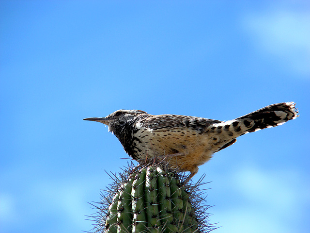 Cactus wren