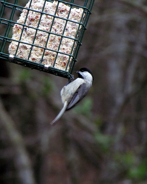 Carolina Chickadee