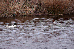 20120309 7632RTw Gänsesäger