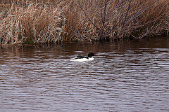 20120309 7631RTw Gänsesäger