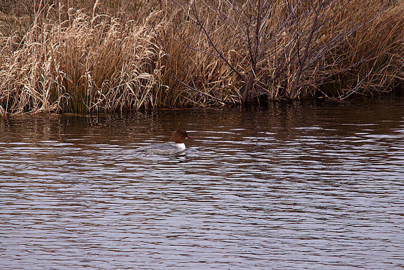 20120309 7630RTw Gänsesäger