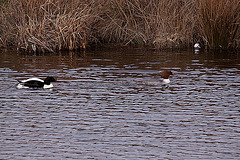 20120309 7629RTw Gänsesäger