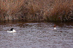 20120309 7628RTw Gänsesäger