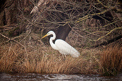 20120309 7623RDw Silberreiher