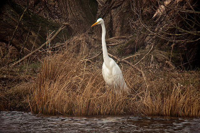 20120309 7622RDw Silberreiher